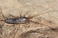Un poisson d'argent (Zygentoma  - Lepismatidae  - Ctenolepisma lineata)